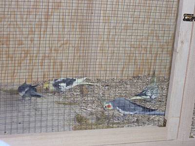 tinchen89_voliere_7.jpg tinchen89_voliere_7.jpg