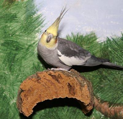 wir_wandkork_10.jpg wir_wandkork_10.jpg