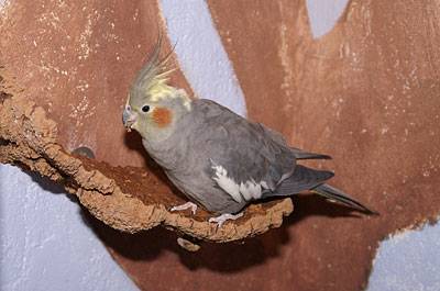 wir_wandkork_6.jpg wir_wandkork_6.jpg