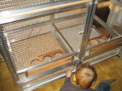 yannick_voliere_1.jpg yannick_voliere_1.jpg