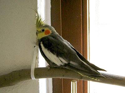 zuendy_halterung_1.jpg zuendy_halterung_1.jpg