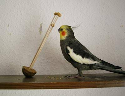 zuendy_wackelei_4.jpg zuendy_wackelei_4.jpg