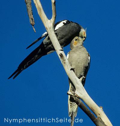 wilde_nymphensittiche_2.jpg