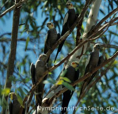 wilde_nymphensittiche_3.jpg