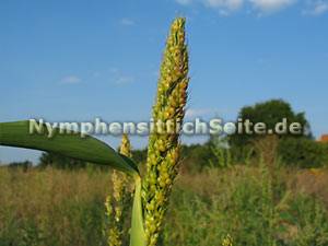 sorghum4.jpg