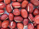 adzukibohnen_b.jpg adzukibohnen_b.jpg