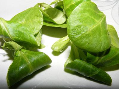 feldsalat_2.jpg feldsalat_2.jpg