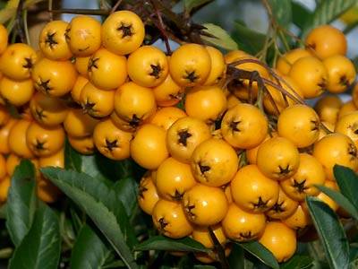 feuerdorn3.jpg feuerdorn3.jpg