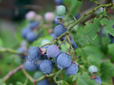 blaubeere1.jpg blaubeere1.jpg