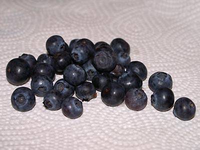 blaubeere3.jpg