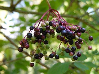 holunder_5.jpg holunder_5.jpg