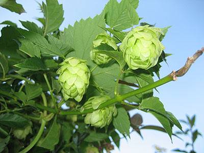 hopfen_2.jpg
