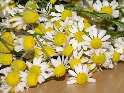 kamille_1.jpg kamille_1.jpg