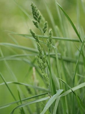 knaulgras9.jpg