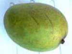 mangob.jpg mangob.jpg