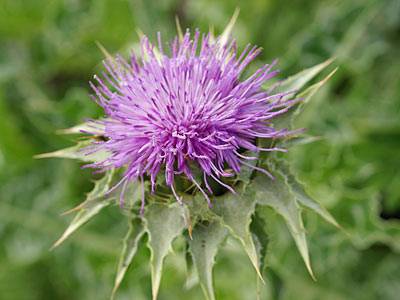 mariendistel_t.jpg