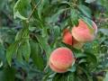 pfirsich1.jpg