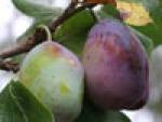 pflaumeb.jpg pflaumeb.jpg