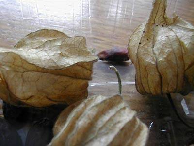 physalis4.jpg