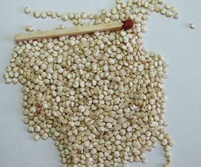quinoa_2.jpg