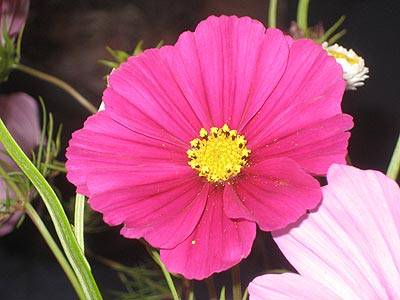 schmuckkoerbchen_1.jpg schmuckkoerbchen_1.jpg