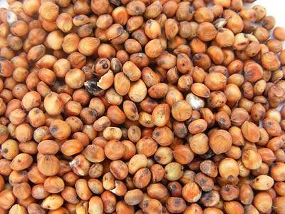 sorghum2.jpg