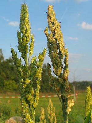 sorghum4.jpg