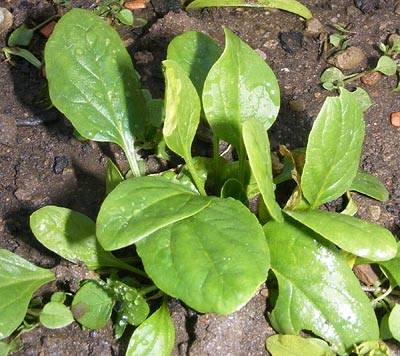 spinat2.jpg