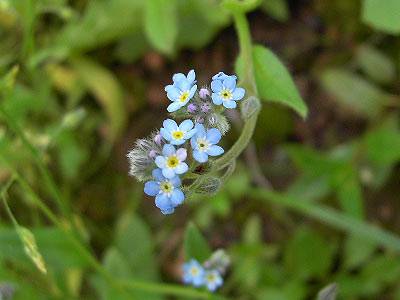 vergissmeinnicht_1.jpg