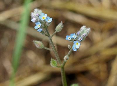 vergissmeinnicht_t.jpg