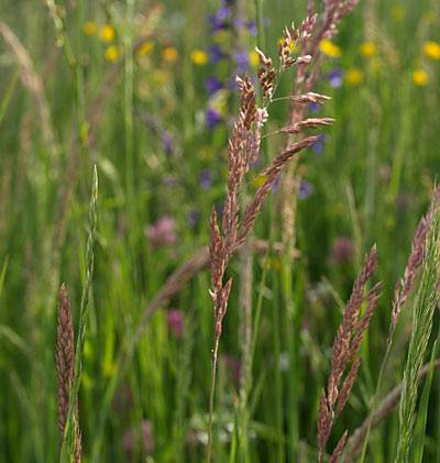 wiesenrispengras_4.jpg