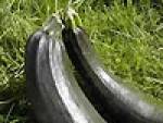 zucchinib.jpg zucchinib.jpg